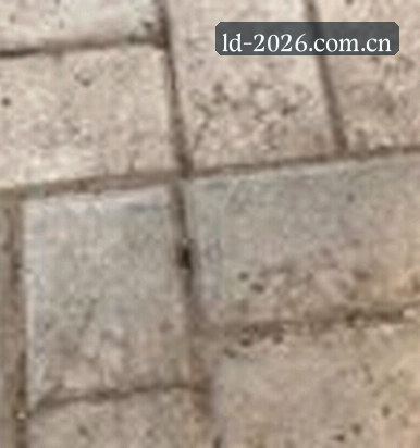 郑凯
